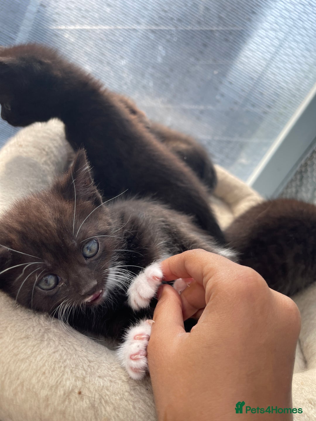 Mixed Breed cats for sale: Half british shorthair kitten - Image 9