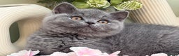British Shorthair cats for sale: Gorgeous British Kittens - Advert 19