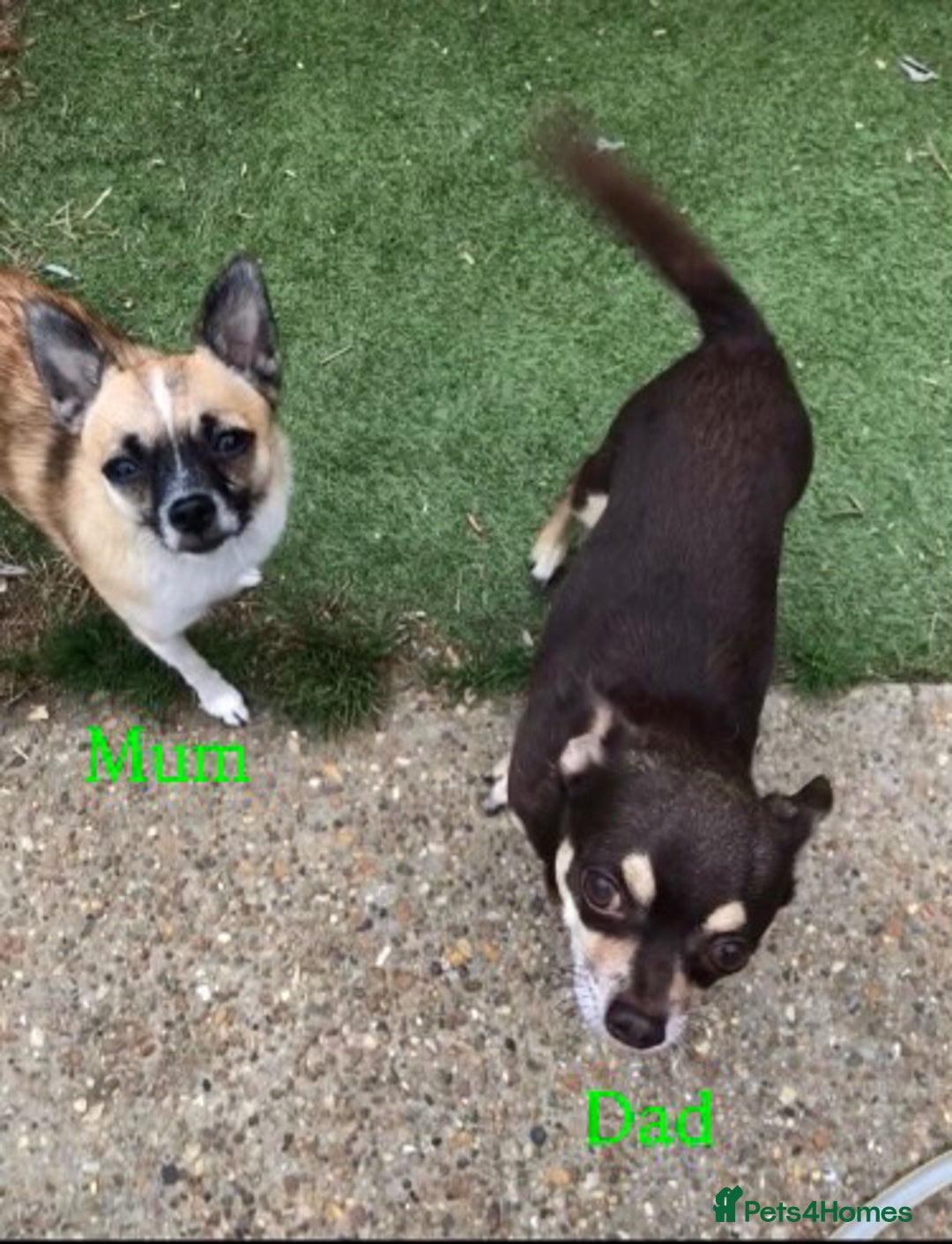 Pomchi dogs for sale: 🐾MALE POMCHI PUPPIES🐾 - Advert 5