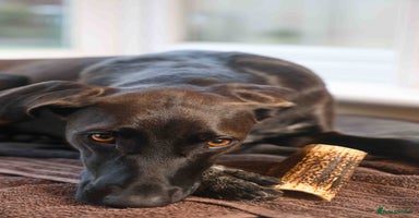 Mixed Breed dogs - Advert 4