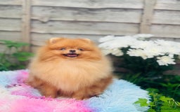 Pomeranian dogs for sale: White and Orange Pomeranian Boys in London - Image 26