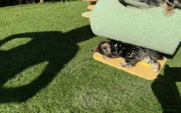Bengal cats for sale: Bengal Cloud kittens / Maine coon - Image 6