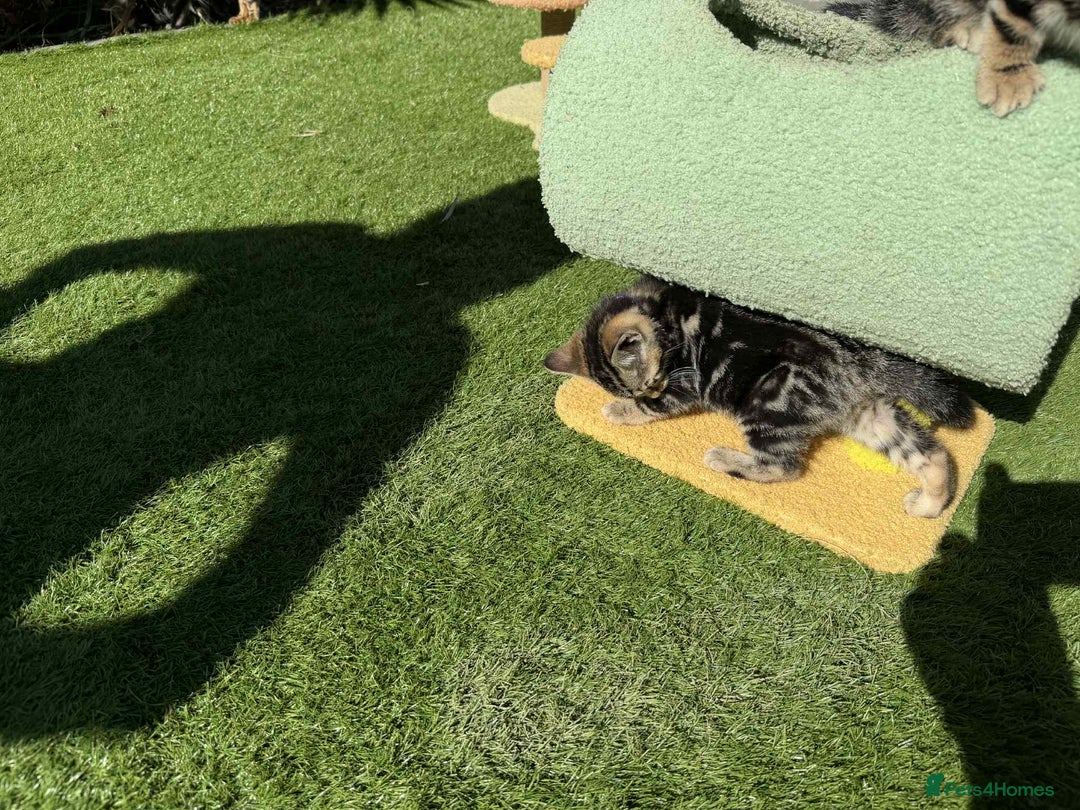 Bengal cats for sale: Bengal Cloud kittens / Maine coon - Image 6