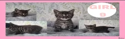 Mixed Breed cats for sale: Calico kittens for sale - Advert 7