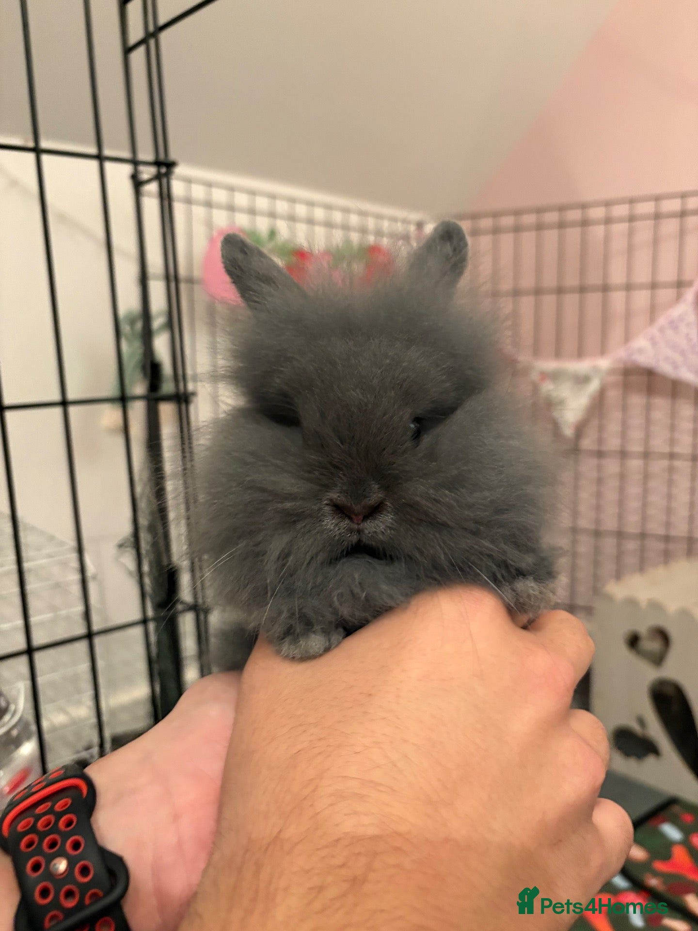 Mini Lion Lop rabbits Bunnies ready to go ! - Advert 1