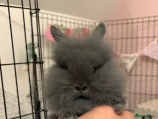 Mini Lion Lop rabbits Bunnies ready to go ! - Advert 1