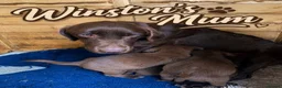 Labrador Retriever dogs for sale: Winston – 6-Month-Old Chocolate Labrador in Addlestone - Advert 8