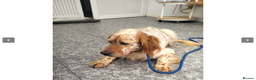 English Setter dogs for adoption: Galio in Newcastle upon Tyne - Advert 5