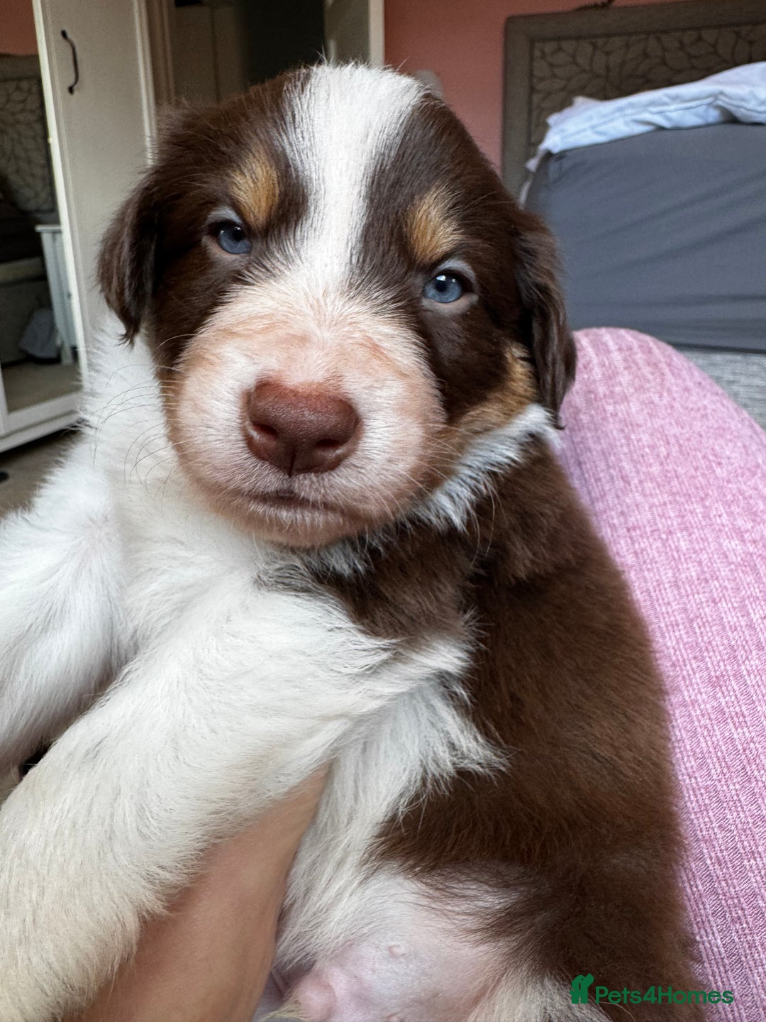 Border Collie dogs for sale: Red & White Tri border collie puppies  - Image 13