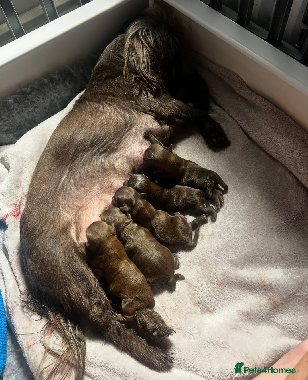 Shih Tzu dogs for sale: Stunning KC chocolate imperial Shihtzu puppies - Image 27