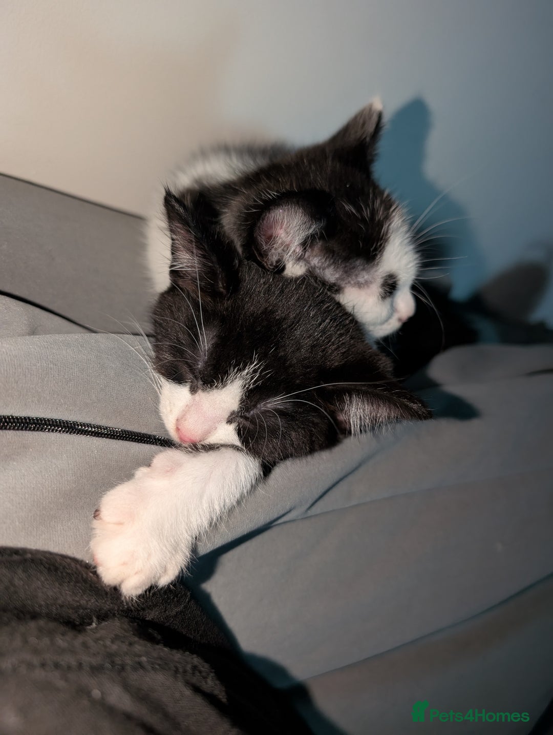 Domestic Shorthair cats for sale: Two cute kittens - Image 5