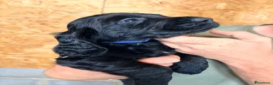 Cocker Spaniel (Blue) 