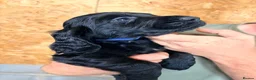 Cocker Spaniel dogs for sale: KC registered working cocker spaniel puppies  - Advert 14