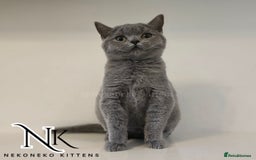 British Shorthair cats for sale: GORGEOUS GCCF REG TEDDYS 🐻🧸 READY TO LEAVE ❗️❗️ - Image 4