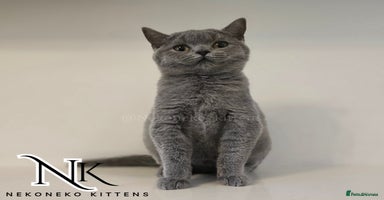 British Shorthair cats - Advert 3
