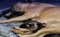 French Bulldog dogs for sale: Gorgeous french bulldogs - Image 29