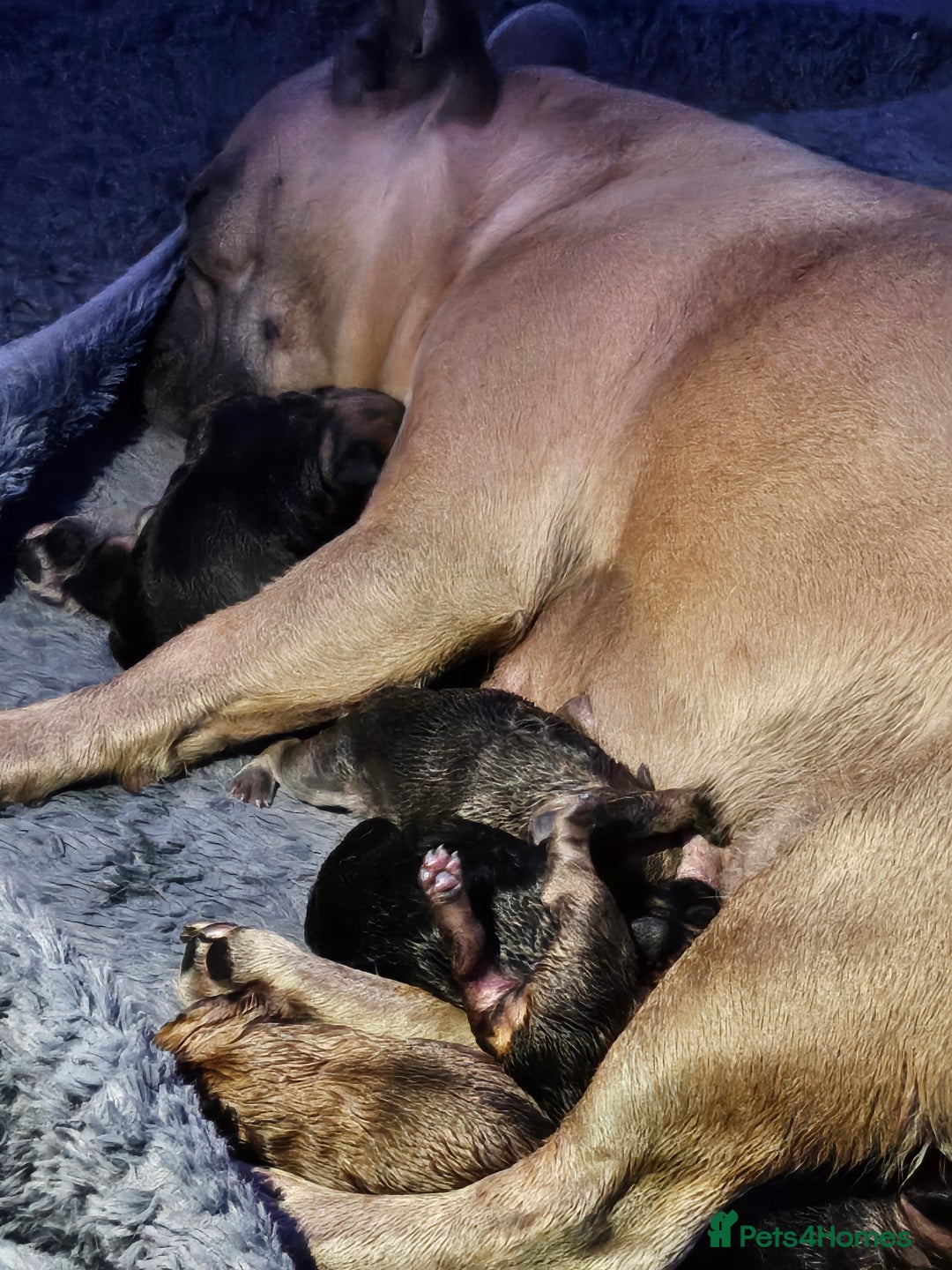 French Bulldog dogs for sale: Gorgeous french bulldogs - Image 29