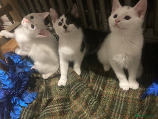 Turkish Van cats Gorgeous Turkish Van Kittens - Advert 16