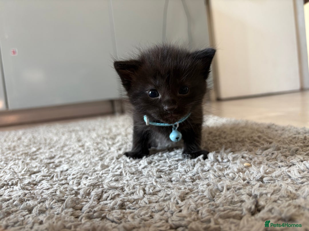 Mixed Breed cats for sale: Kittens for sale 1 left  in Glasgow - Image 1