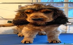 Cockapoo dogs for sale: Beautiful fully DNA tested show Cockapoo puppies - Image 15