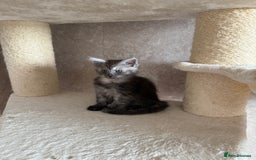 Maine Coon cats for sale: 🐾 100% GENUINE LARGE GCCF MAINE COON KITTENS - Image 12