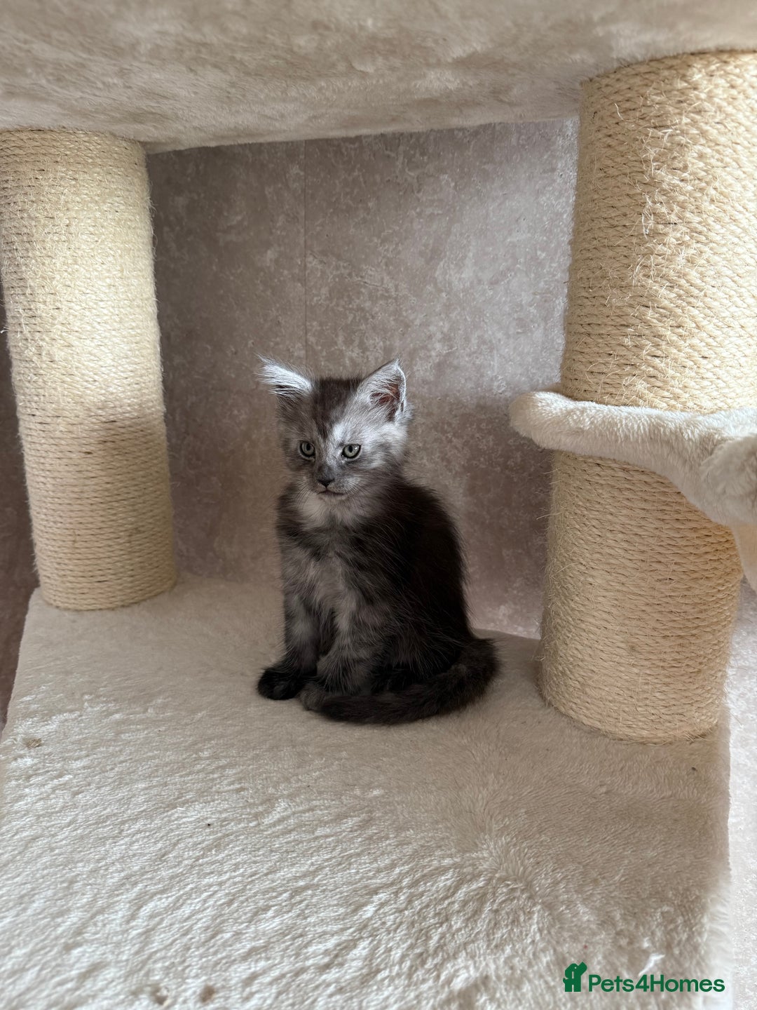 Maine Coon cats for sale: 🐾 100% GENUINE LARGE GCCF MAINE COON KITTENS - Image 12