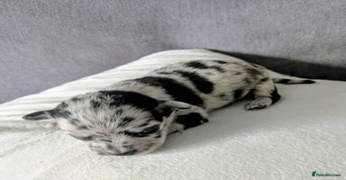 Chihuahua dogs - Advert 1