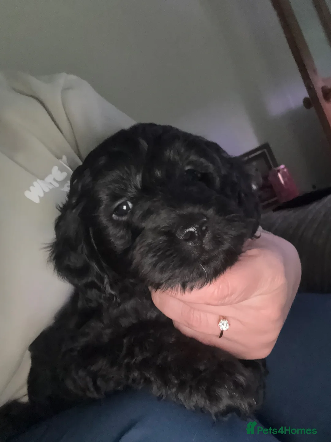 Mixed Breed dogs for sale: Cockapoo pups - Advert 2