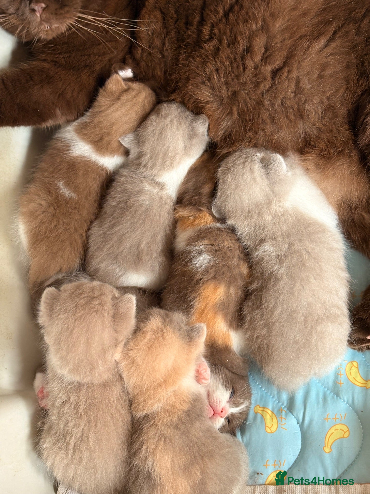 Scottish Fold cats Pick and mix Scottish fold kittens  - Advert 2
