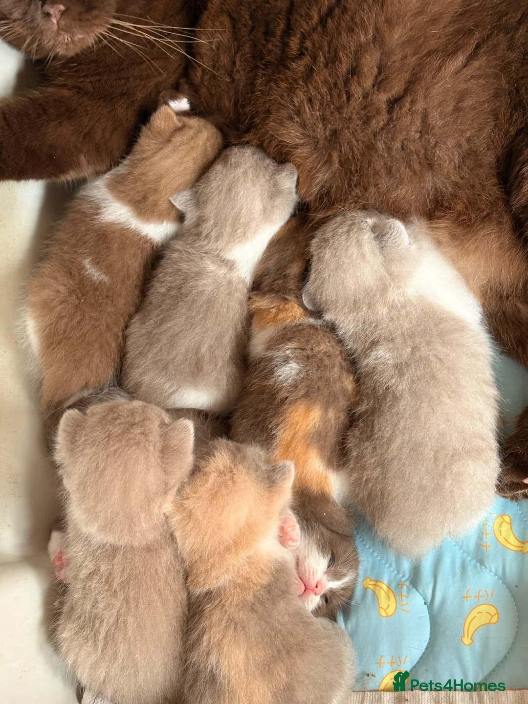 Scottish Fold cats for sale: Pick and mix Scottish fold kittens  - Advert 2