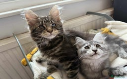 Maine Coon cats for sale: Maine coon - Image 19