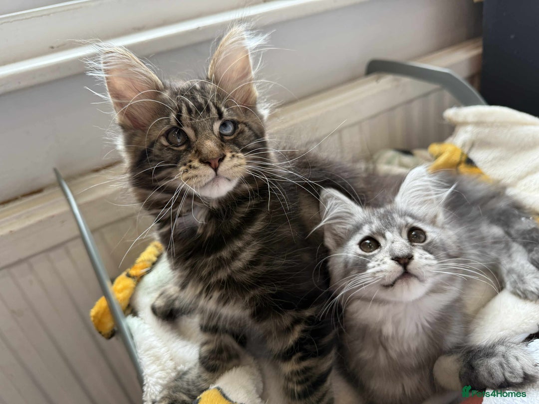 Maine Coon cats for sale: Maine coon - Image 19