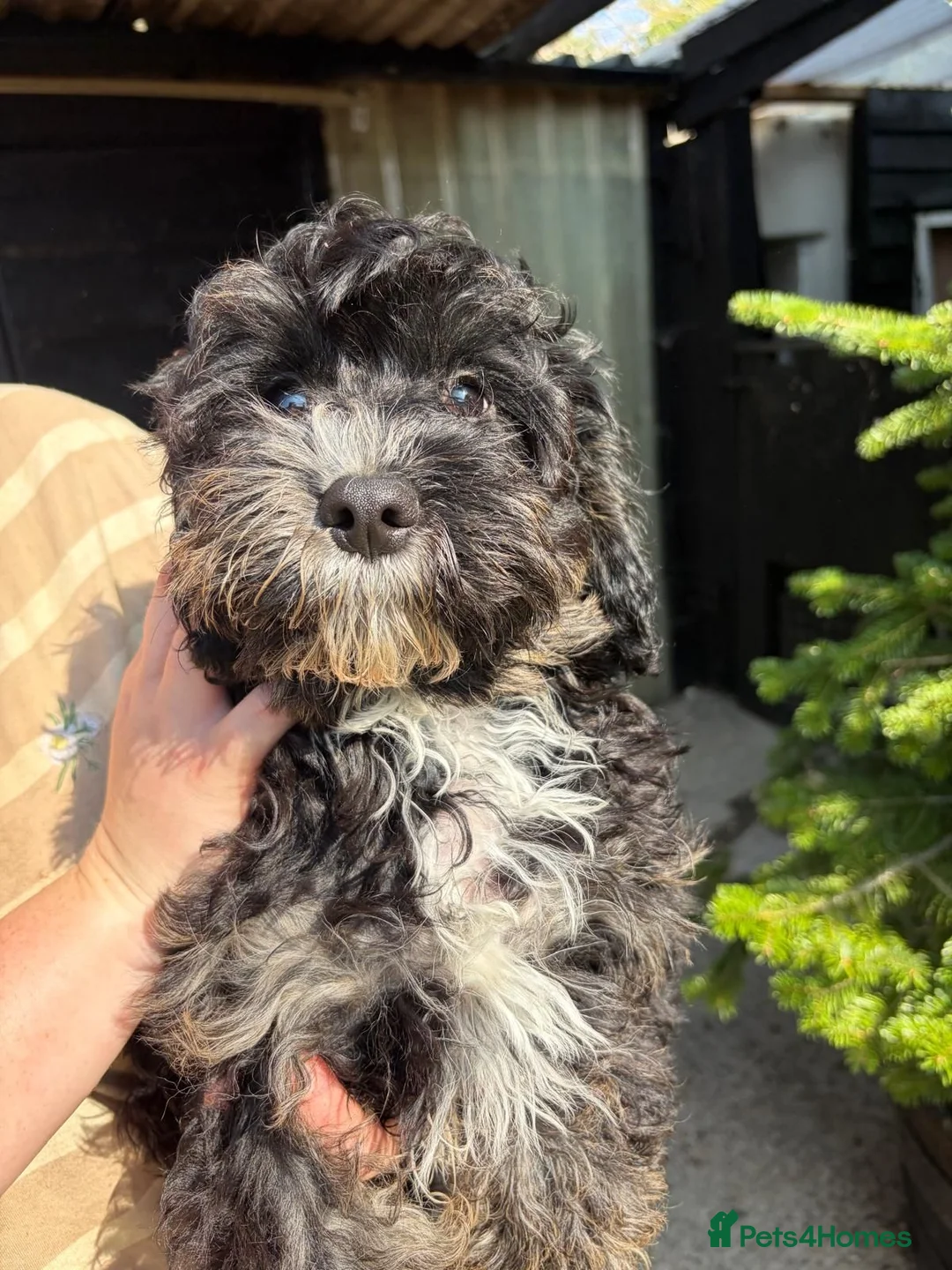 Cavapoo dogs for sale: 4 beautiful cavapoo boy pups - Advert 2