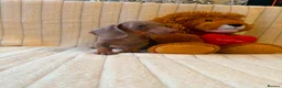 Miniature Dachshund dogs for sale: Miniature Dachshund - Advert 10