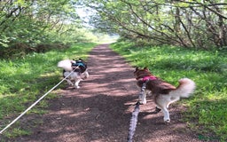 Siberian Husky dogs for stud: Siberian Husky for Stud in Glasgow - Image 17