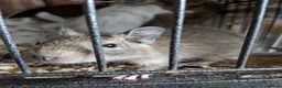 Degus rodents for sale: Degus  in Poole - Advert 3
