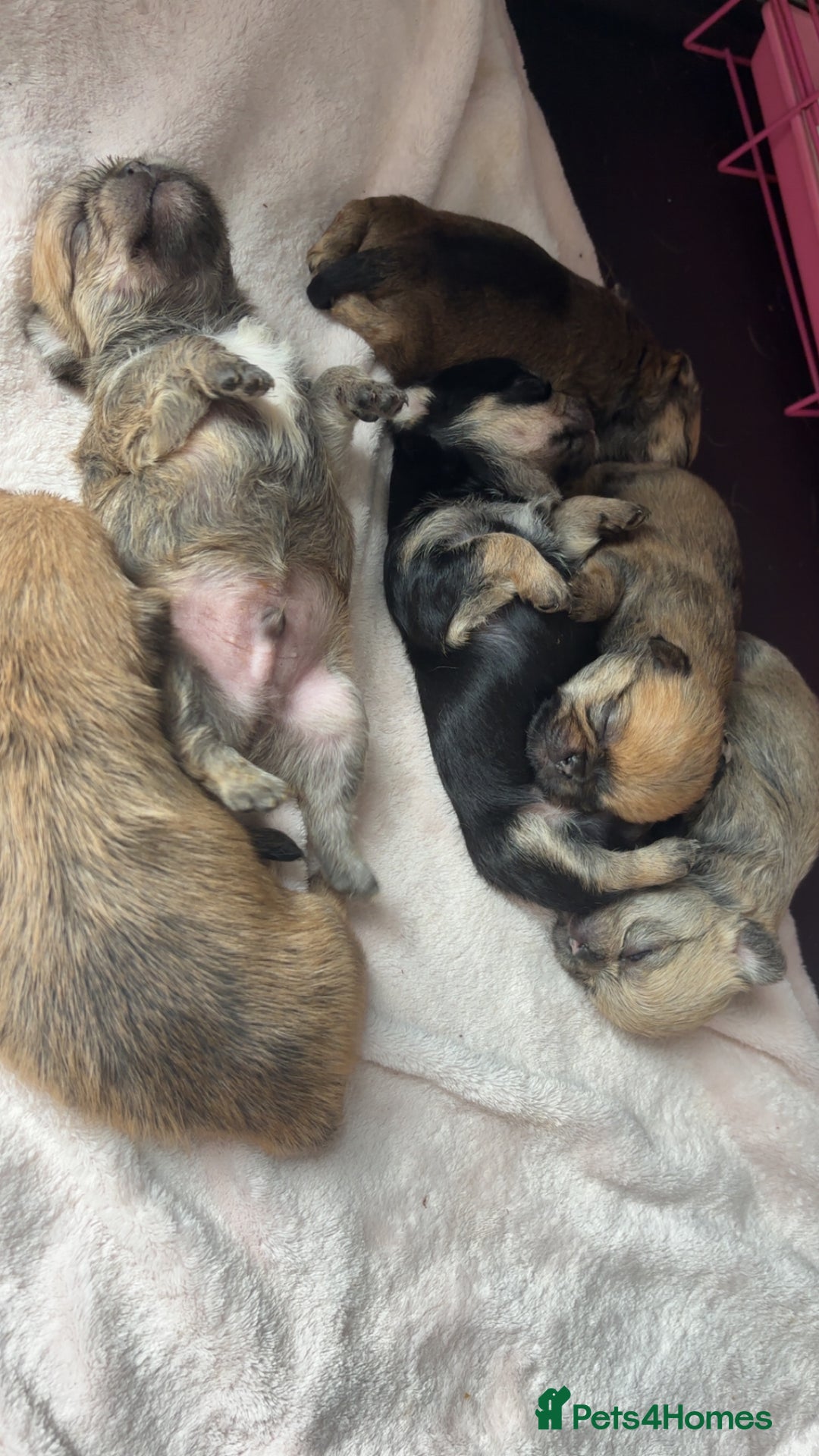 Mixed Breed dogs for sale: 6 beautiful puppies for sale, 3 female and 3 male - Image 5
