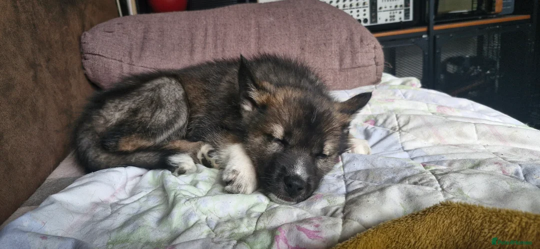 Mixed Breed dogs for sale: German sheperd Malamute  - Advert 21