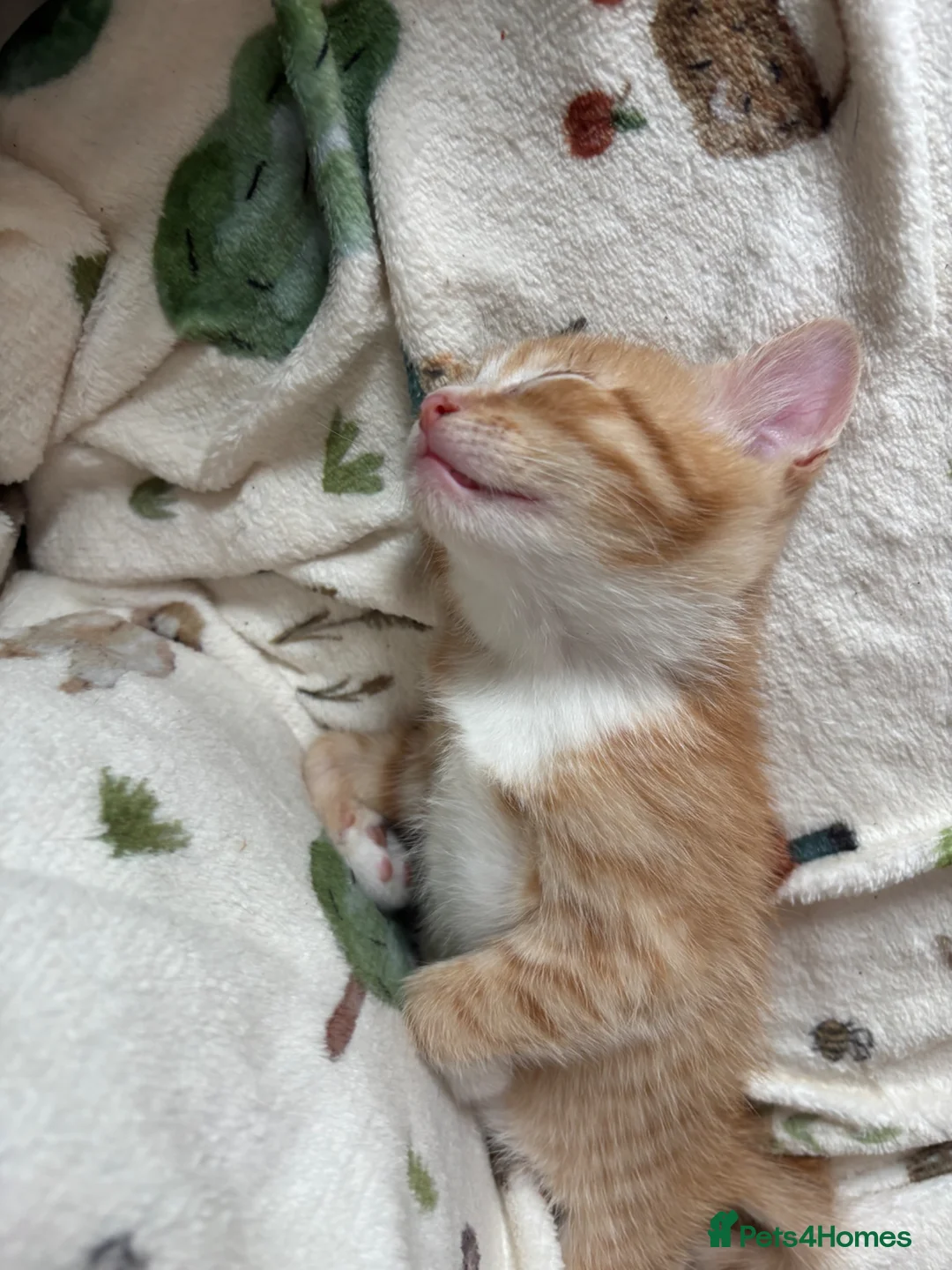 British Shorthair cats for sale: Beautiful mixed short heard kittens  - Advert 2