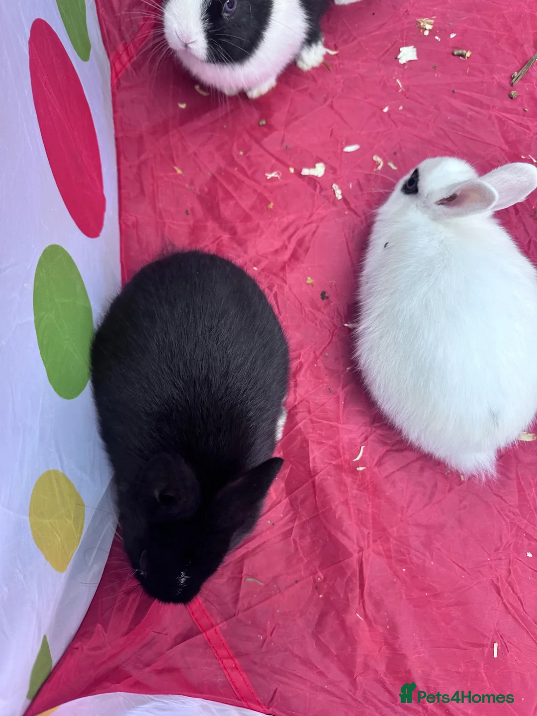 Mixed Breed rabbits for sale: Bunnies  - Advert 4
