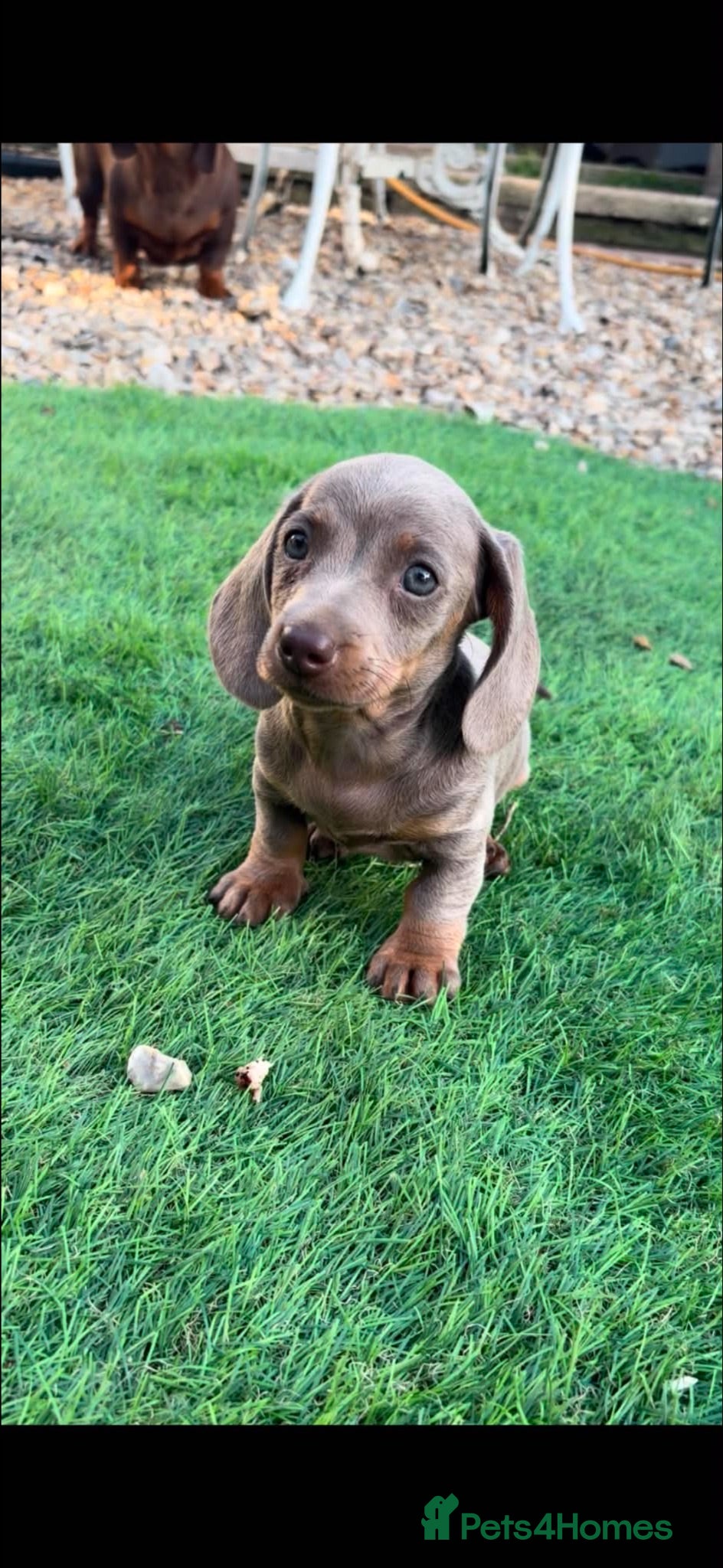 Dachshund dogs Silver Tan Dachshund puppies - Advert 8