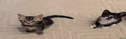 Mixed Breed cats for sale: Adorable kittens available  - Advert 10