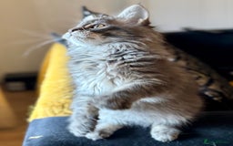 Maine Coon cats for sale: Ready NOW! TICA splendid Maine Coon - Image 7