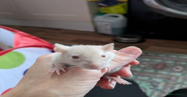Rat rodents - Advert 5