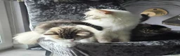 Mixed Breed cats for sale: Adorable Ragdoll X Norwegian forest Kittens  - Advert 3