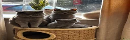 British Shorthair cats for sale: Beautiful confident fluffy British shorthair  - Advert 2