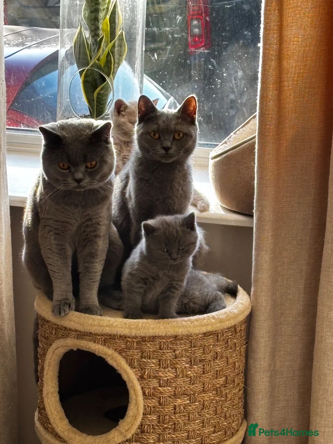 British Shorthair cats for sale: Beautiful confident fluffy British shorthair  - Advert 2