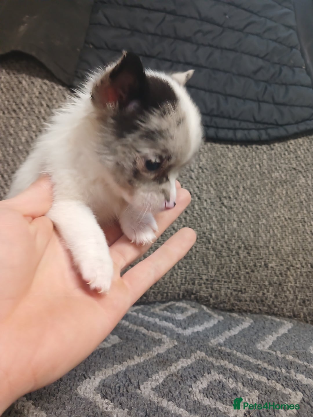 Mixed Breed dogs for sale: Pomeranian cross puppies ready now - Image 24