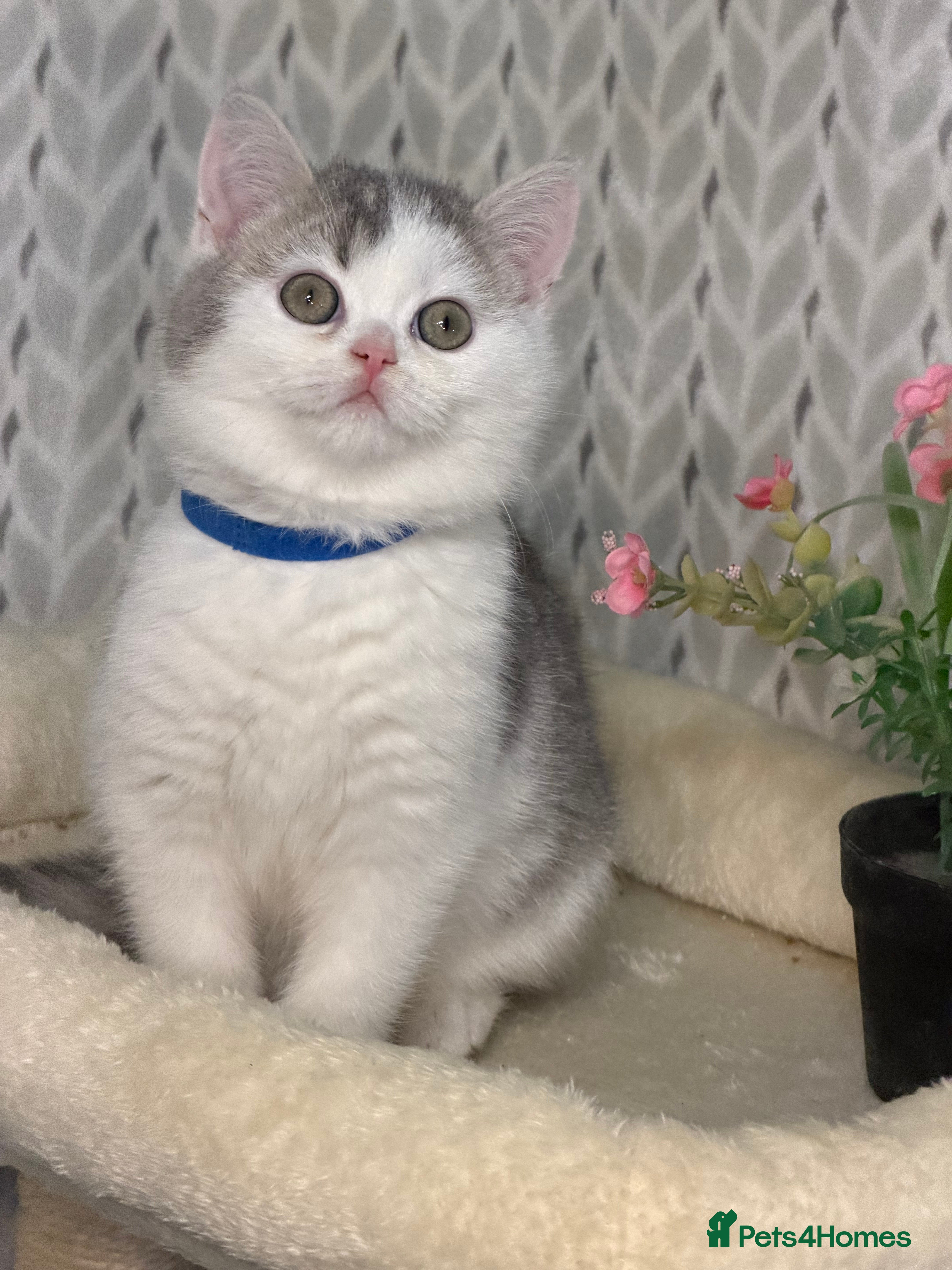 British Shorthair cats British shorthair Golden kittens TICA - Advert 3