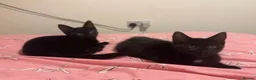 Bombay cats for sale: 2 black girl cats  in Slough - Advert 1